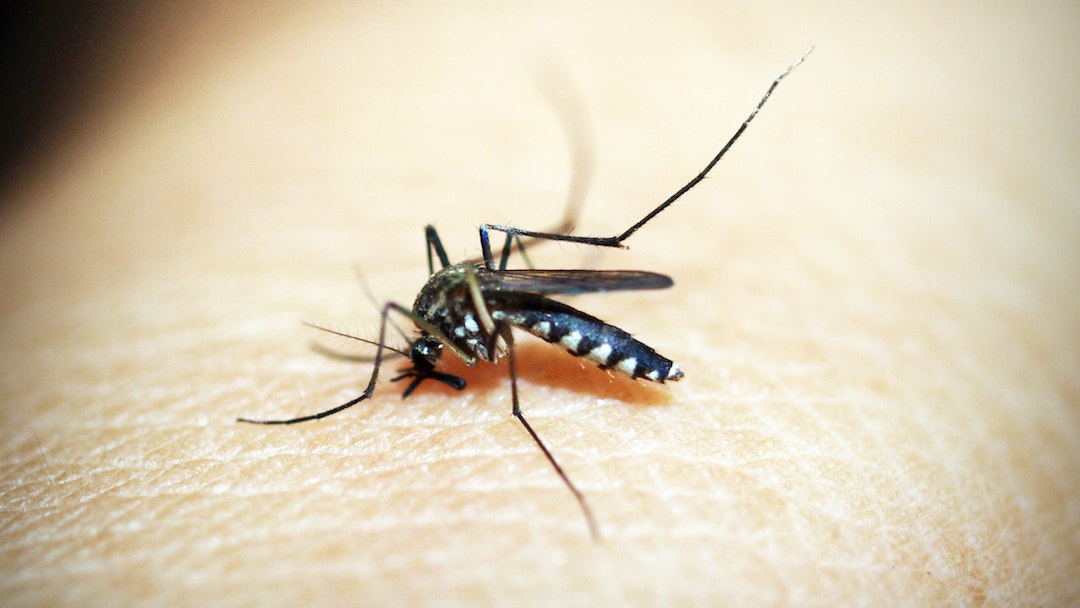 penyakit yang disebabkan oleh nyamuk