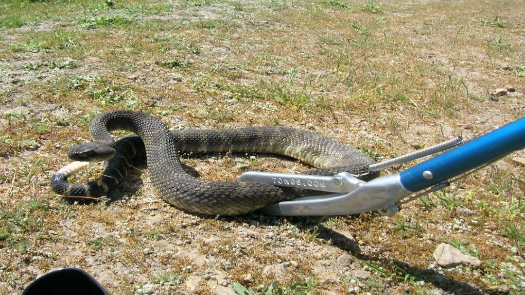 penanganan ular