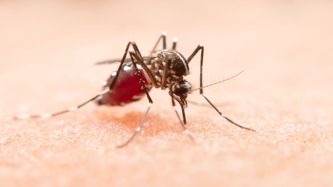 nyamuk menghisap darah manusia