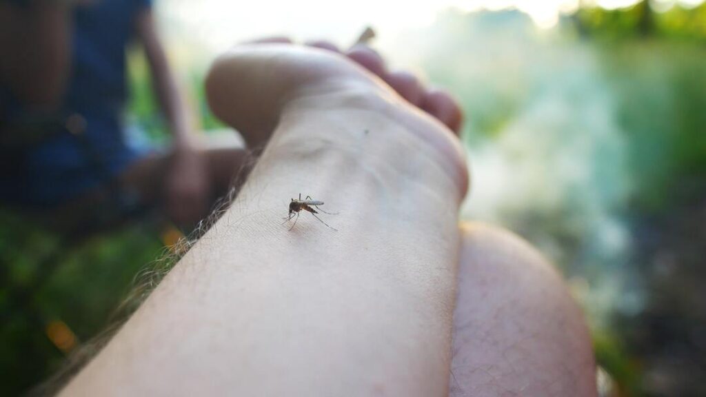 cara menghilangkan nyamuk dirmah